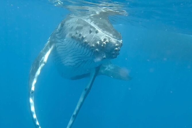 Guided Small Group Whale Watching and Swim Tour Tahiti - Deciding if you should enter the water