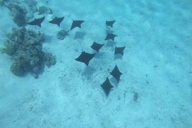 Half a day to discover Bora Bora with O-sea - The outer ocean slope and Bora Bora’s great view