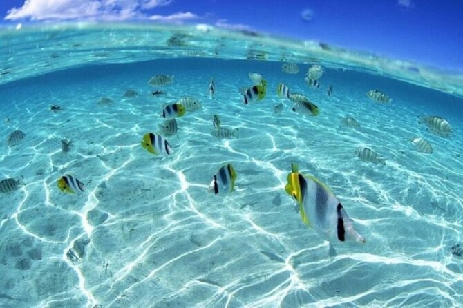 Half day Eco Snorkeling small group Tour in Bora Bora - What the Refreshments Add