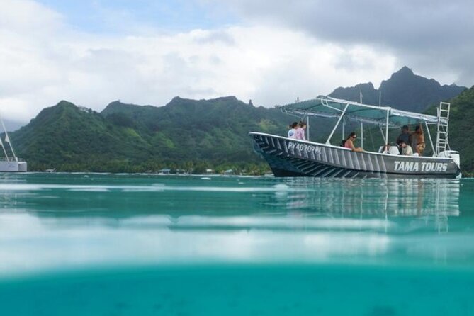 Half-Day Humpback Whales Encounter in Moorea - Why Moorea’s humpback whales are so special
