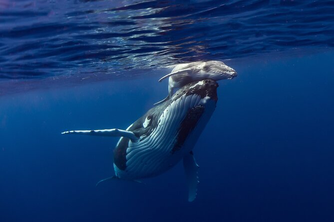 Half-Day Humpback Whales Encounter in Moorea - The first minutes: safety before the whale search