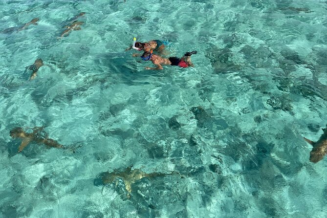 Half day lagoon safari tour in Bora Bora- Shared tour - Key points at a glance