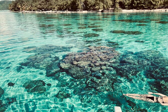 Half day lagoon safari tour in Bora Bora- Shared tour - Why the lagoon is the real star