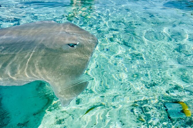 Half day lagoon safari tour in Bora Bora- Shared tour - Sharks, stingrays, and the shallow-water stops