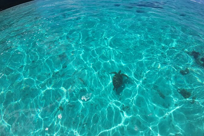 Half Day Private Boat Snorkeling Excursion Moorea - Tiahura: turtles and stingrays in the water