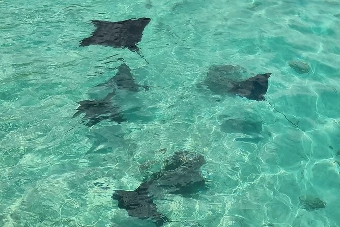 Half Day Private Boat Snorkeling Excursion Moorea - What makes the private format worth the price