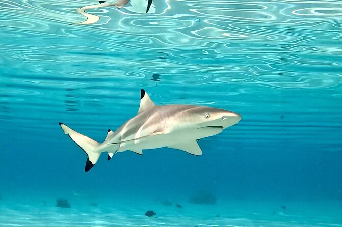 Half Day / Private Lagoon Adventure in Mo'orea - Chances to see turtles, dolphins, and eagle rays