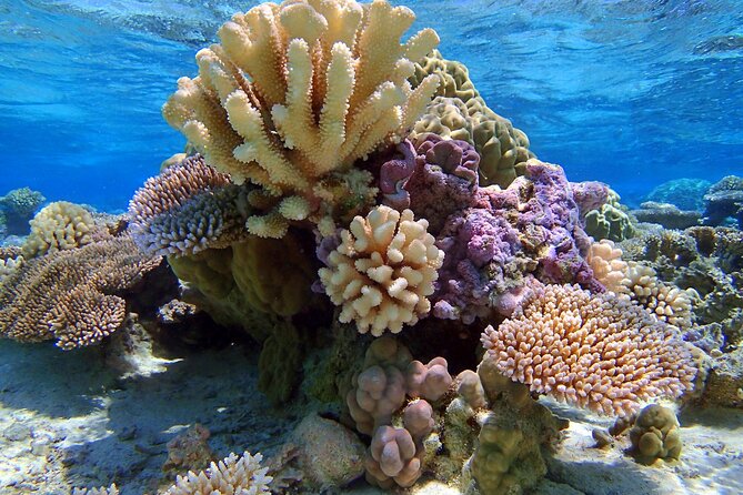 Half Day Private Lagoon Snorkeling Experience - Meeting sting rays in shallow water