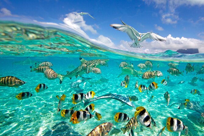 Half Day Private Lagoon Snorkeling Experience - Who will get the most from this lagoon outing