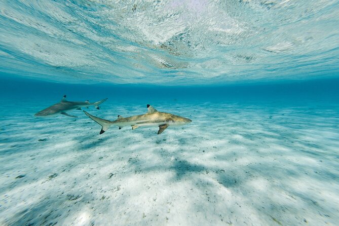 Half-Day Private Luxury Tour from Bora Bora - Booking, cancellation, and weather details