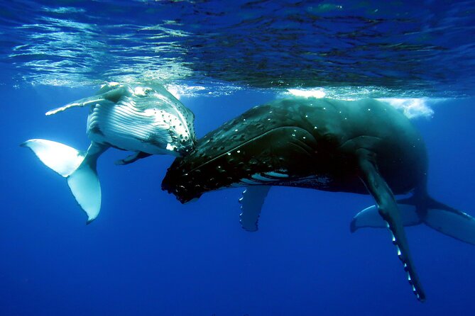 Half Day Private Whale Watching in Moorea - More than whales: turtles, dolphins, sharks, and rays