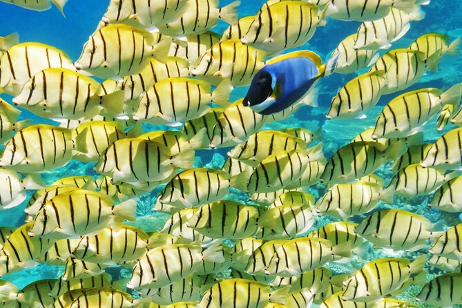 Half-Day Small-Group Cruise in Bora Bora with Snorkelling - Key points before you book