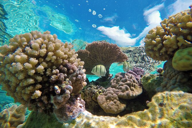 Half-Day Small-Group Cruise in Bora Bora with Snorkelling - Black-tip reef sharks in deeper blue water