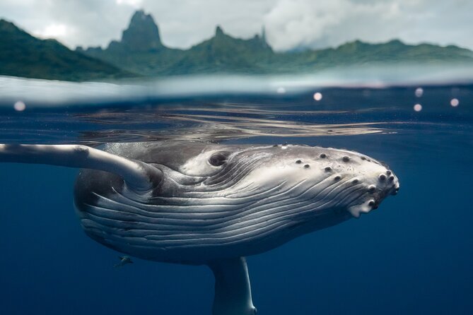 Half Day Small Group Whale Watching - A small boat makes the Moorea whale experience different
