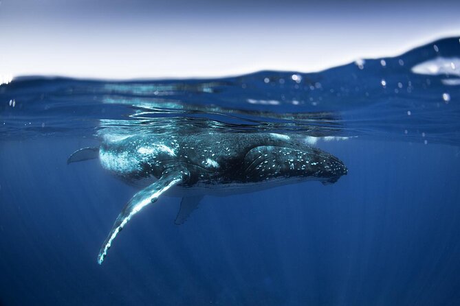 Half Day Small Group Whale Watching - Meeting at Coco Beach Restaurant Parking