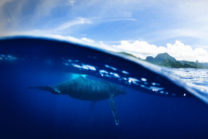 Half Day Small Group Whale Watching - The whale encounter is about patience, not speed