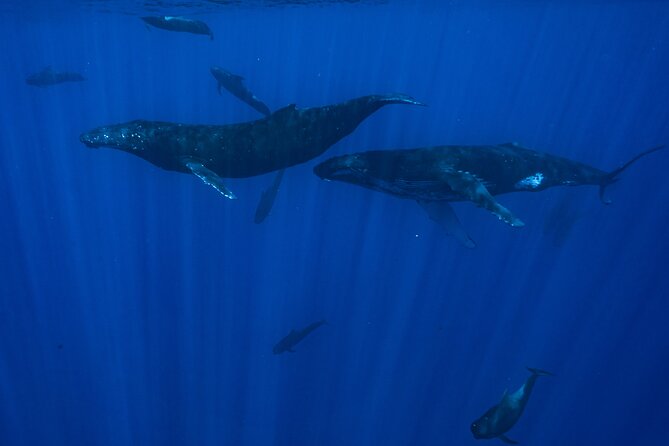 Half Day Small Group Whale Watching - Is $267.22 a fair price?