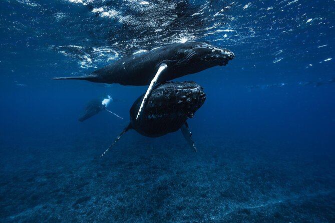 Half Day Small Group Whale Watching - August to November is the season to choose