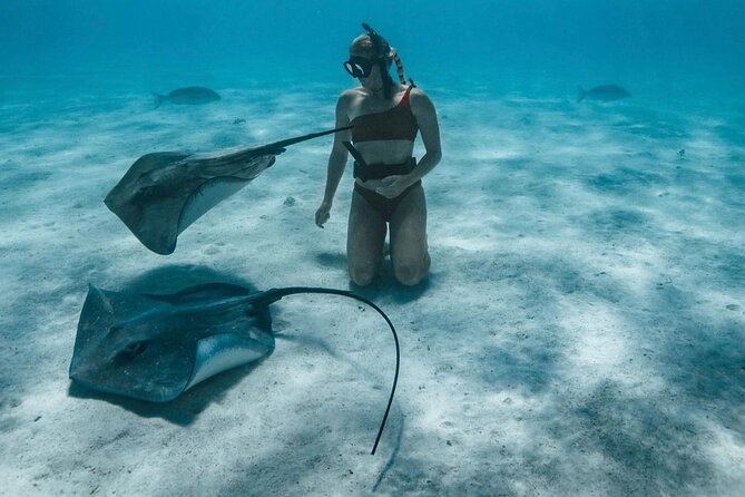 Half Day Snorkeling in Moorea - Drift snorkeling reveals turtles and eagle rays