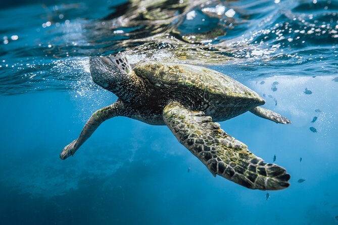 Half Day Snorkeling in Moorea - Coral gardens bring the most color