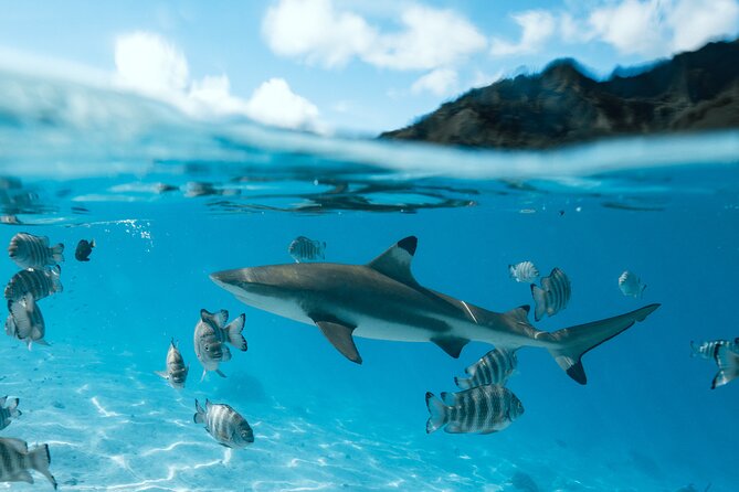 Half Day Snorkeling in Moorea - What the $143.42 price means