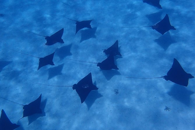 Half day Snorkeling Shared Boat Tour in Bora Bora - Key points to know before you book