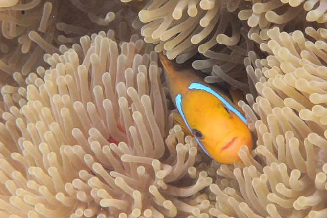 Half day Snorkeling Shared Boat Tour in Bora Bora - Pickup, timing, and the shape of the morning