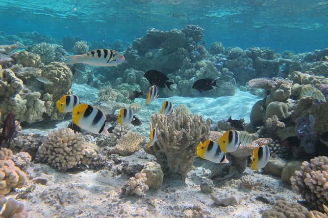 Half day Snorkeling Shared Boat Tour in Bora Bora - Stop one: manta rays in the lagoon