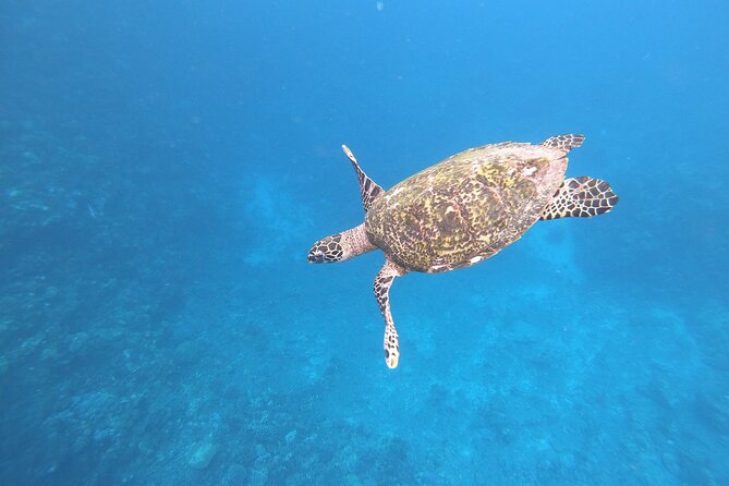 Half-Day Snorkeling Tour in Tahiti - Key points at a glance