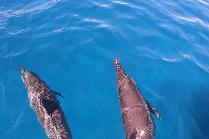 Half-Day Snorkeling Tour in Tahiti - Sapinus Bay and the turtle search