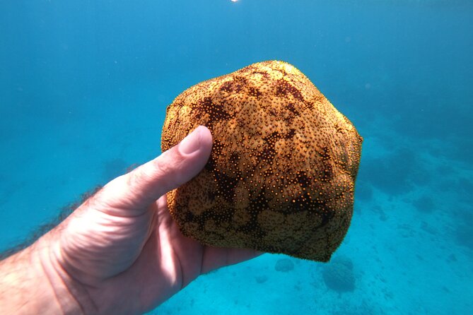 Half-Day Snorkeling Tour in Tahiti - Weather, cancellations, and practical planning