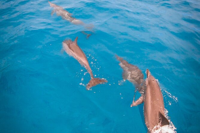 Half-Day Snorkeling Tour in Tahiti - The Aquarium and its small wrecks