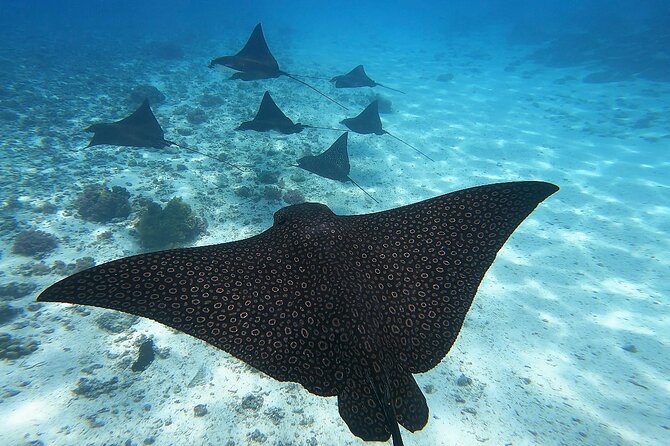 Half Day Tour lagoon discovery marine fauna flora small group - Why this four-hour Moorea tour is different