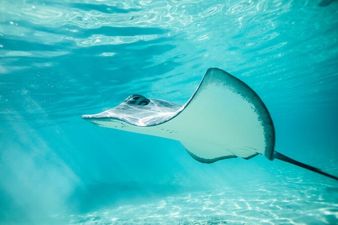 Half Day Tour lagoon discovery marine fauna flora small group - The outer reef brings open-water snorkeling