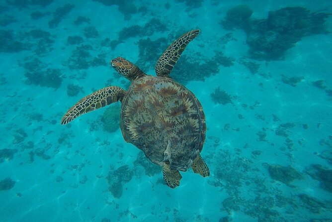 Half Day Tour lagoon discovery marine fauna flora small group - Local guides make the small boat feel personal