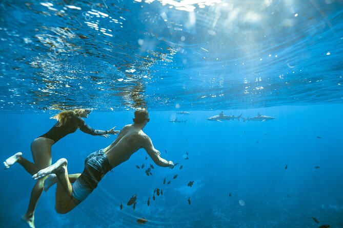 Half Day Tour lagoon discovery marine fauna flora small group - Looking for spinner dolphins near Moorea’s south coast
