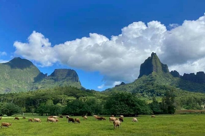 Half-Day Tour of Moorea Island in a Small Group - Pineapples, tropical fruit, and the agricultural school