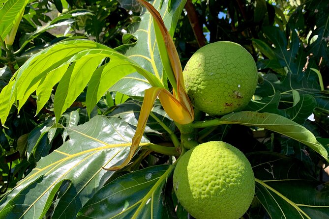 Half-Day Tour of Moorea Island in a Small Group - What the ride is really like