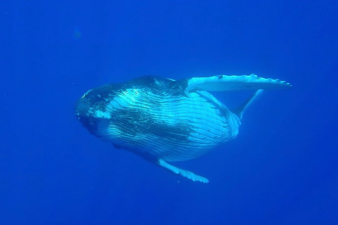 Half day whale tour 4h00 - Meeting humpbacks in Moorea’s open Pacific