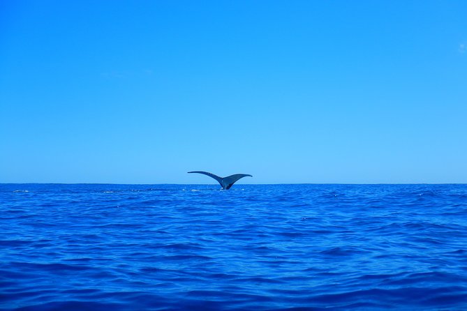 Half day whale tour 4h00 - What the whale search feels like