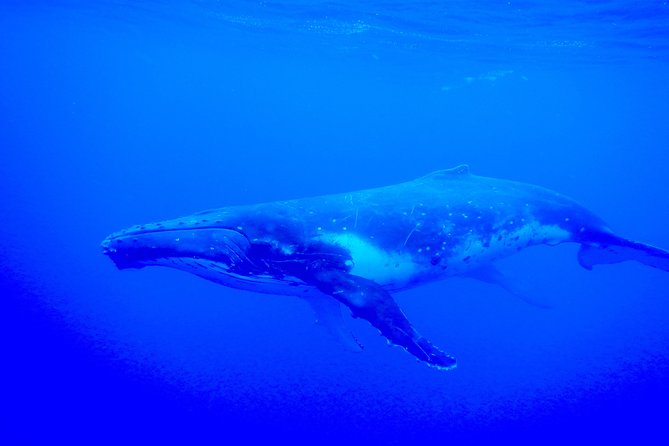 Half day whale tour 4h00 - The lagoon finale with sharks and rays
