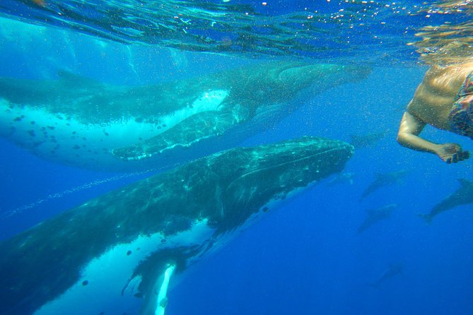 Half day whale tour 4h00 - The four-hour route from ’Ōpūnohu Bay