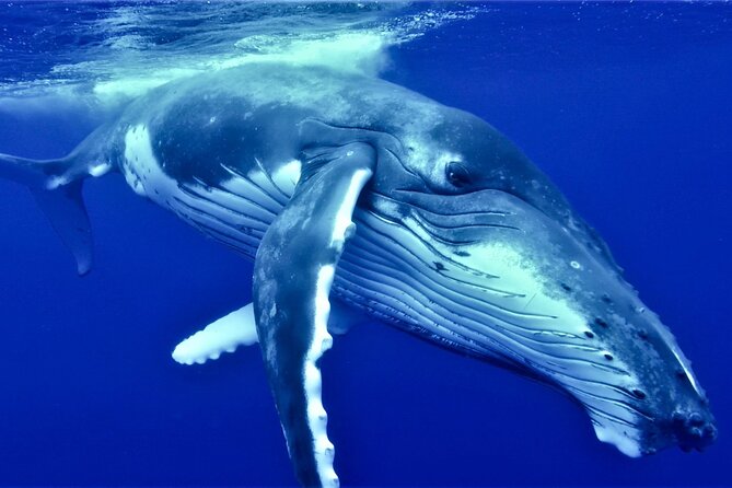 Half Day Whale Watching in a Small Shared Group - Key points at a glance