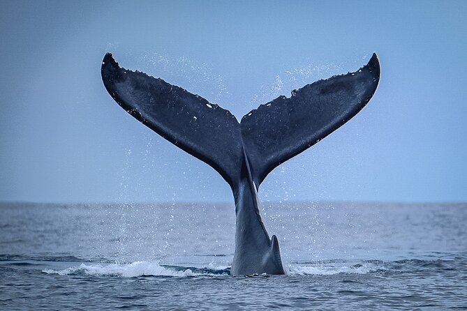 Half Day Whale Watching in a Small Shared Group - A small boat with a distinctly Tahitian feel