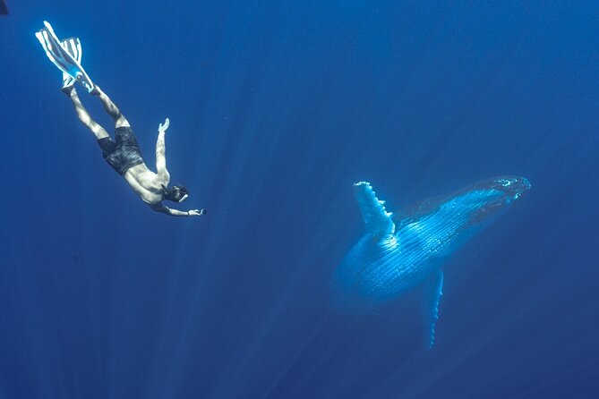 Half Day Whale Watching in a Small Shared Group - The value of a respectful whale encounter