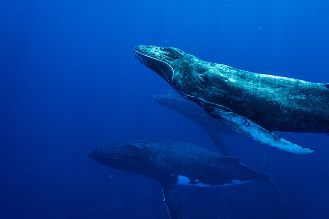 Half Day Whale Watching in a Small Shared Group - Guides who shape the mood