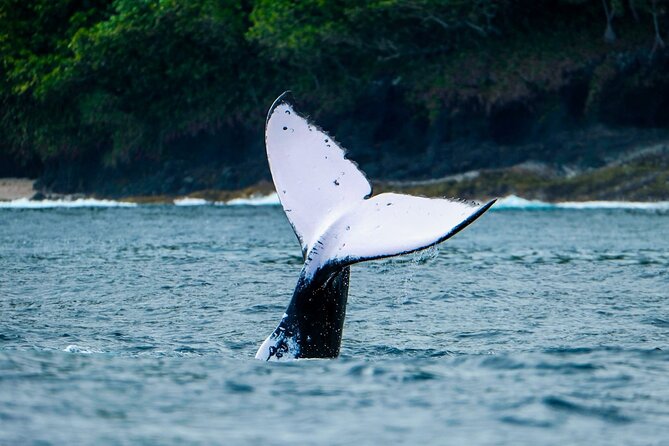 Half Day Whale Watching in a Small Shared Group - Who should book this whale watch