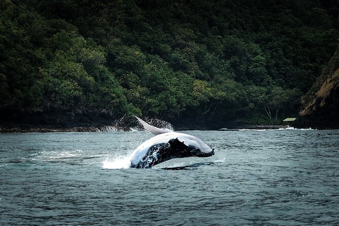 Half Day Whale Watching in a Small Shared Group - What the four-hour outing is like