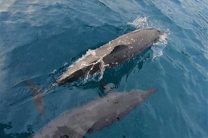 Half day whale watching - Without launch - The August 1 to November 11 whale-watching change