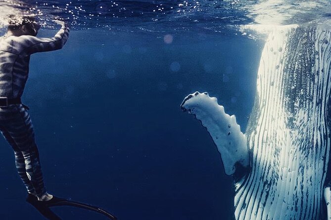 Humpback whale watching and marine life in Moorea - Key points to know before you book